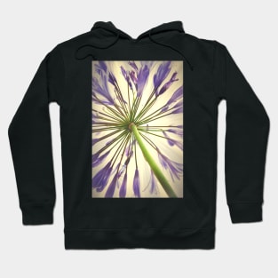 Radiant Agapanthus Hoodie